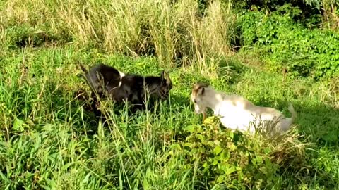 Ram Goats Headbutt Each Other