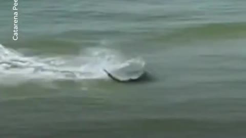 Hammerhead shark chases stingrays uncomfortably close to beachgoers | USA TODAY #Shorts