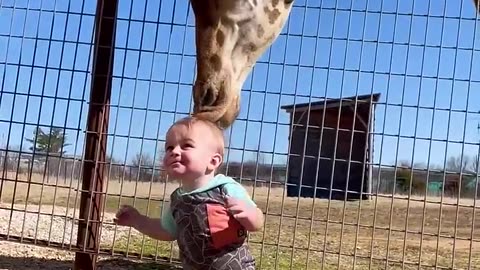 Giraffe playing with Cute baby