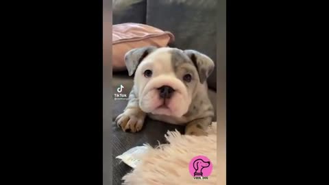Viral dogs videos from tiktok