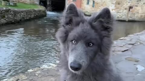 BEAUTIFUL BLUE BAY SHEPHERD