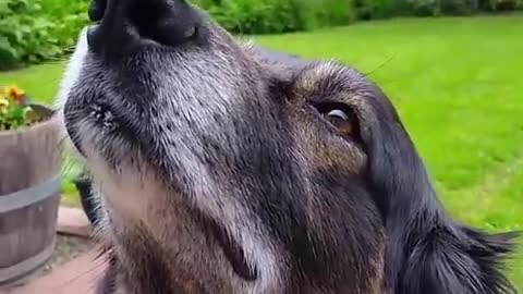 dog running spanner