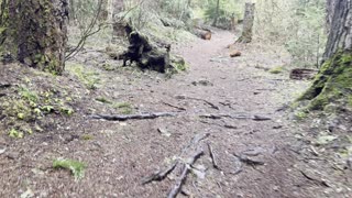 Hiking Beside Ikenick Creek around MASSIVE Trees! – Clear Lake Loop – Central Oregon – 4K