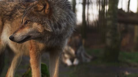 "A Tale of Two Wolves: Exploring the Intricacies of their Forest Existence"