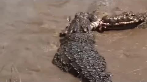 Crocodile take food from other crocodile