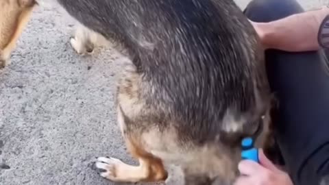 My experience grooming my German Shepherd dogs.