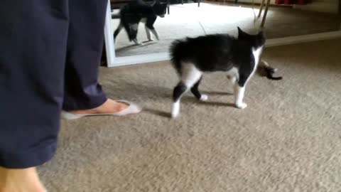 Kitten adorably scares himself in the mirror
