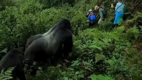 Magnificent Mountain Gorilla