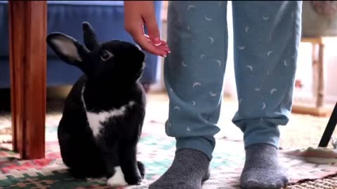 How Rabbits Choose Their Favorite Person