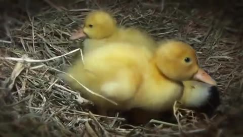 Amazing Cat Feeding Ducklings Funny Videos at Videobash