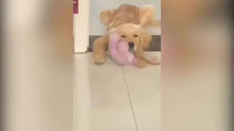 A dog with a doll in its arms
