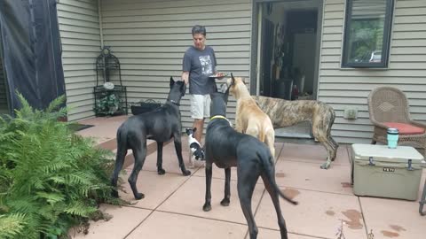 Great Danes and Terriers loving their hot dogs off the grill