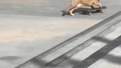 Dog skatin but what happens to him ?
