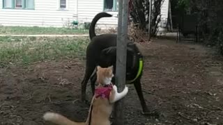 Kitty vs dog