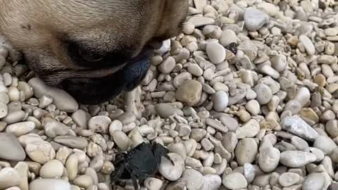 French Bulldog Greetings from Croatia #hollydays Wilson is very curious