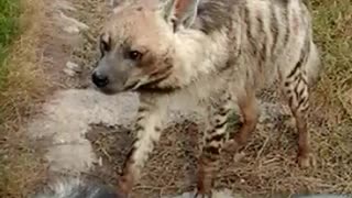 a hyena in a zoo in Algeria