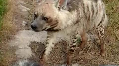 a hyena in a zoo in Algeria