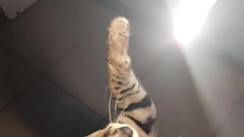 Serval cat is blinded by the light
