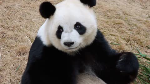 The giant panda