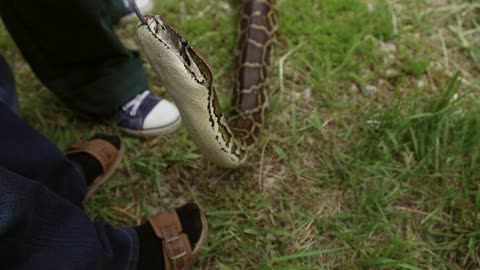 A snake inspects a person