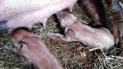 New piglets live birth video!