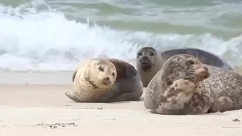 Baby seals chasing the limelight