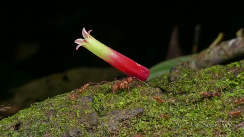 Super ant carries gigantic flower with ease