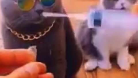 I don’t do injections,Let me just die!!!😂😂😂😂😂Funny Cat reaction to injection