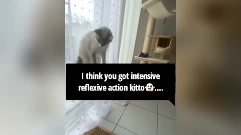 Kitto got shocked 😲and this happened..