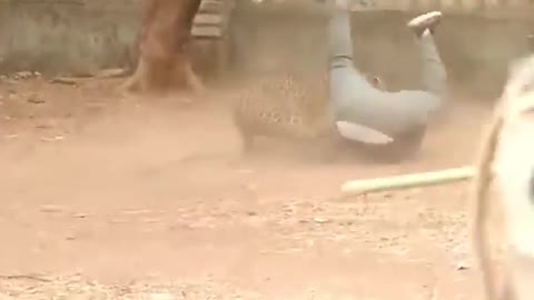 Leopard real attacking