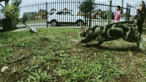Adorable Kittens Playing