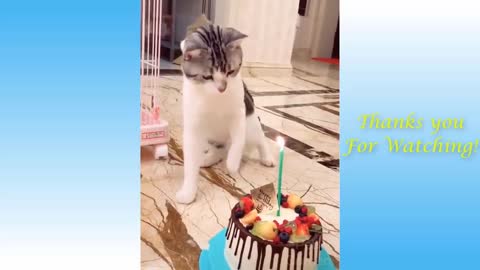 Most Cute Pets And Funny Animals Video