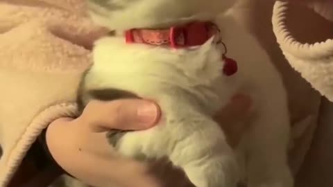 Cute cat