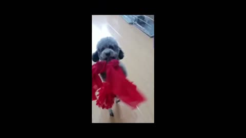 Cute dogs who love music and dancing