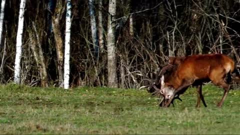 Apex Red Deer Fight Animals