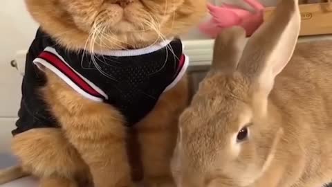 Funny and Cute Baby Bunny Rabbit Videos - Baby Animal Video Compilation