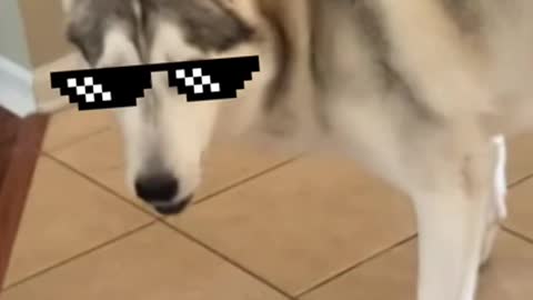 AMAZING TRICK SHOT YOU WON'T BELIEVE DONE BY TWO HUSKIES!