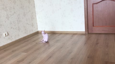 This Parkour Sphynx Cat Is So Energetic