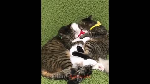 Mother Cat and Funny Kittens