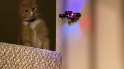 Cat drops drone Funny videos