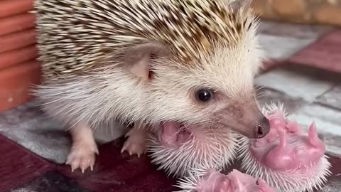 Mommy and babe _hedgehoglover _mommybaby _animals _hedgehog _cute