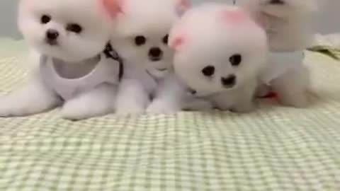 Funny cute little dogs