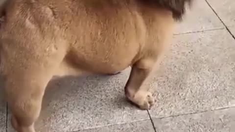 Funny doggo dog