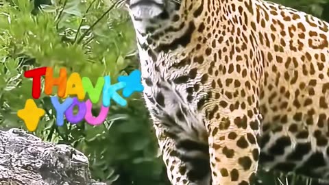 A jaguar seeks help from humans to save her cub