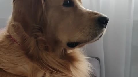 Golden Retriever Impressed With Tv Show, Can't Stop Watching