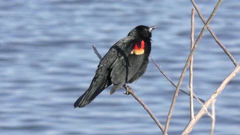 red-winged blackbird perches