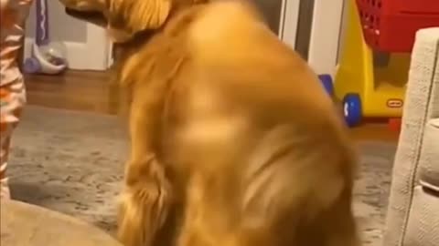 Funny cat and dogs #short #cat #dog #catanddog