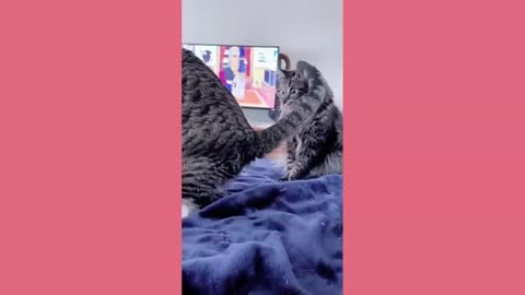 Funny Cat plays very well