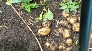 Harvesting Early Potatoes Part 1 (late sown, short grow time)