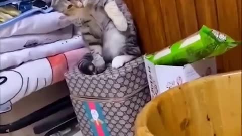 OMG So Cute ♥ Best Funny Cat Videos Part 1